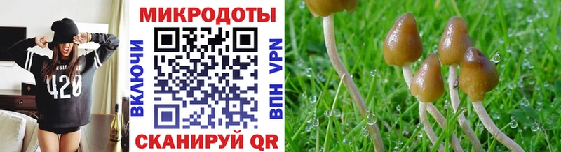 Псилоцибиновые грибы Psilocybe  Жиздра 